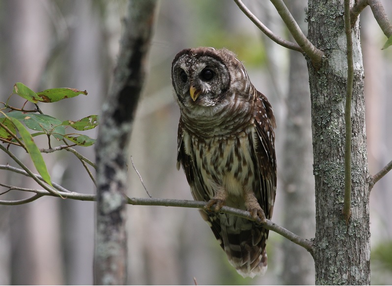 barred owl perched on branch in deciduous woods