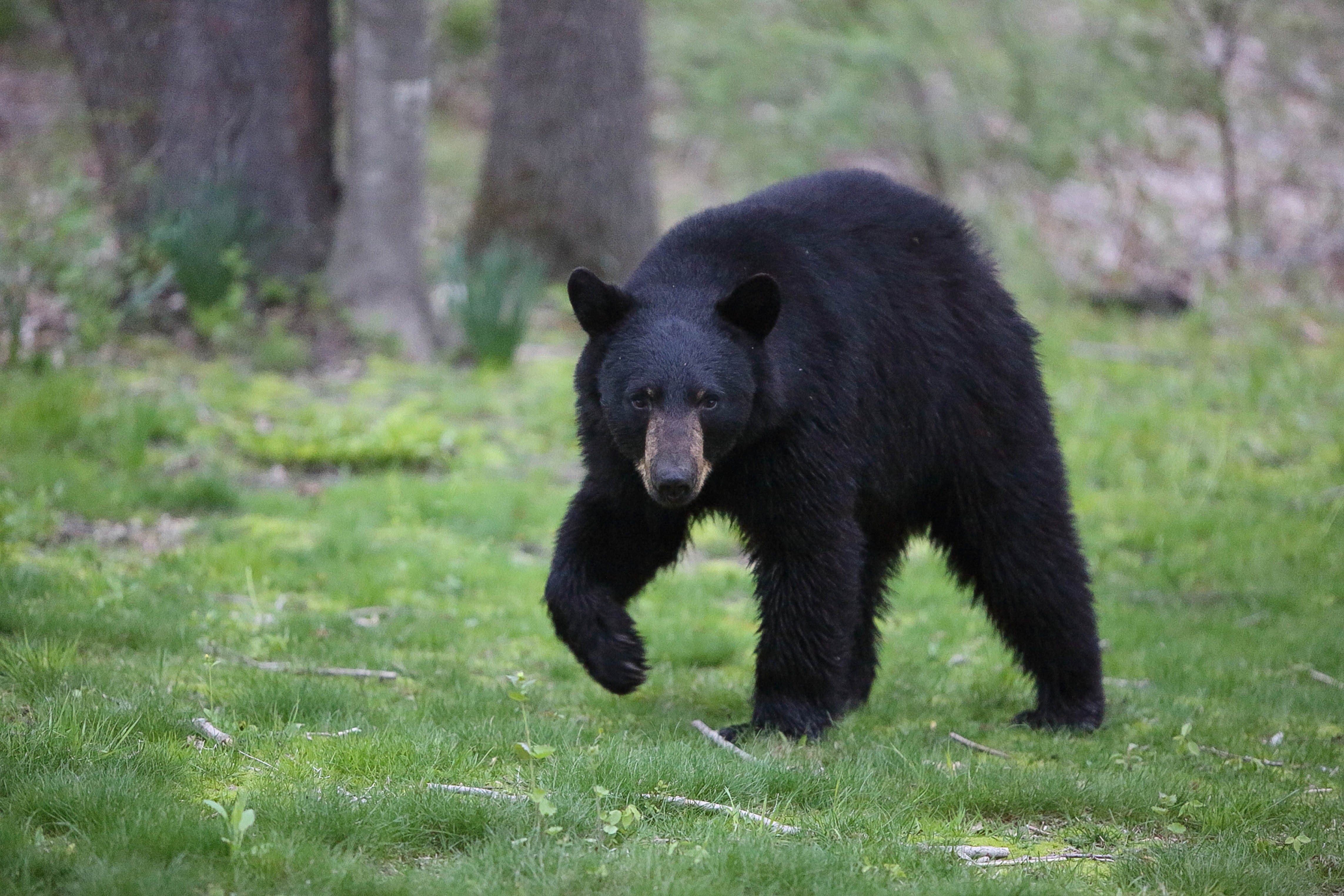 Black bear walking through green lawn