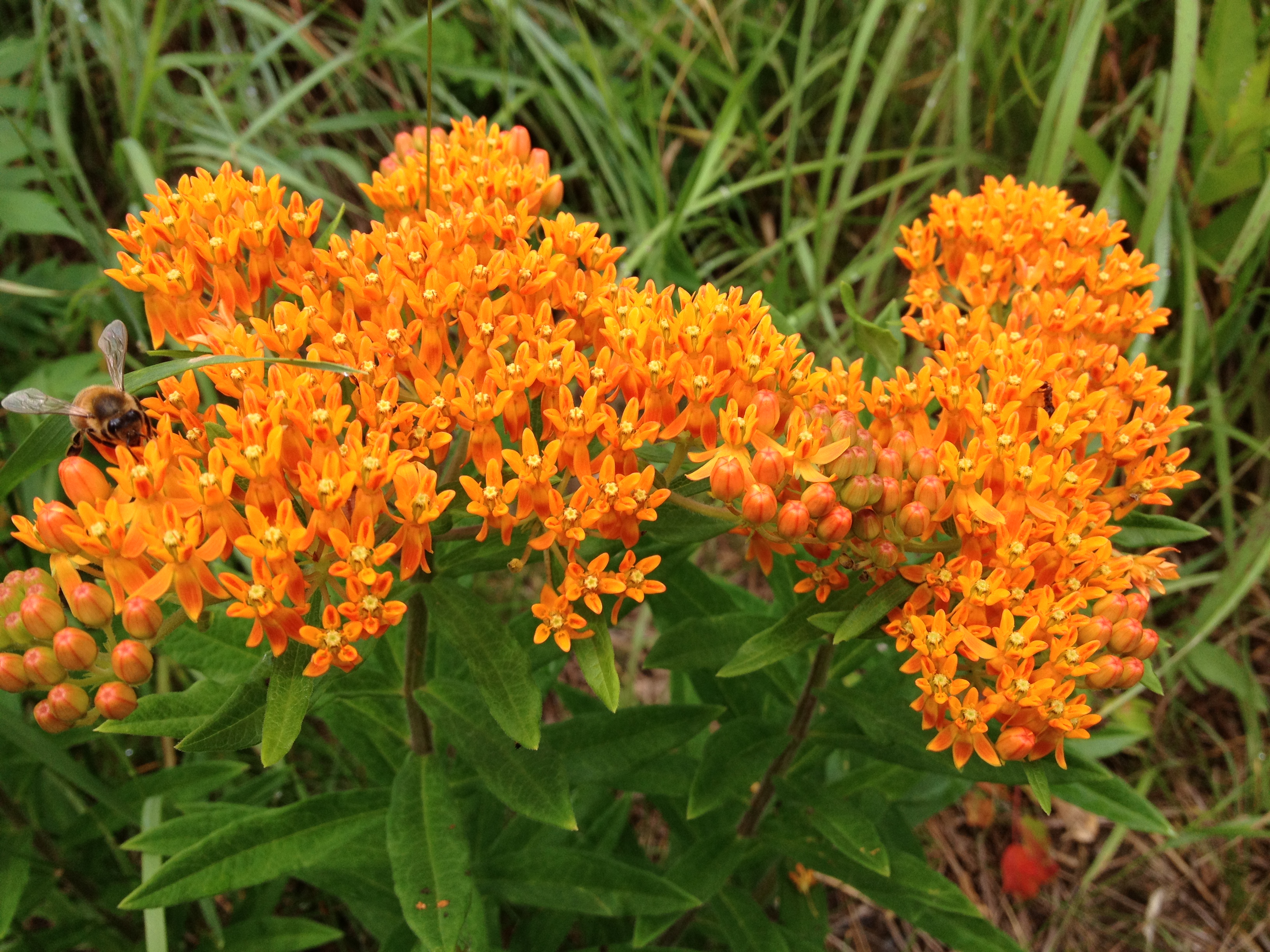 orange flowers of butterfly-weed plant