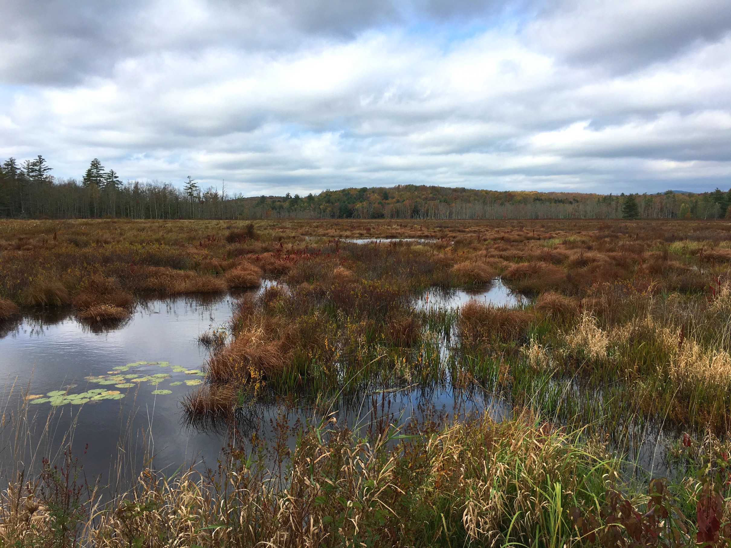 Autumn view of marsh with swamp in background and cloudy sky