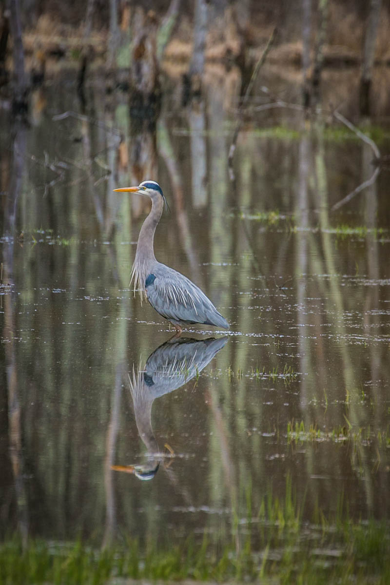 Great blue heron standing in a beaver pond - photo by J. Esslinger