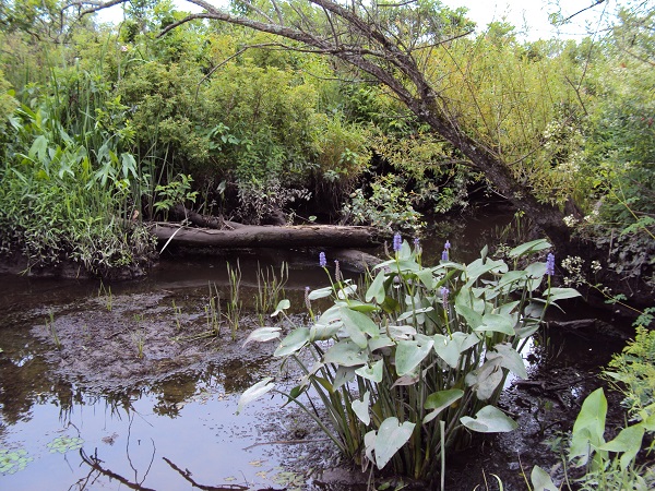 pickerelweed and other aquatic vegetation in a Hudson River tidal wetland - photo by I Haeckel