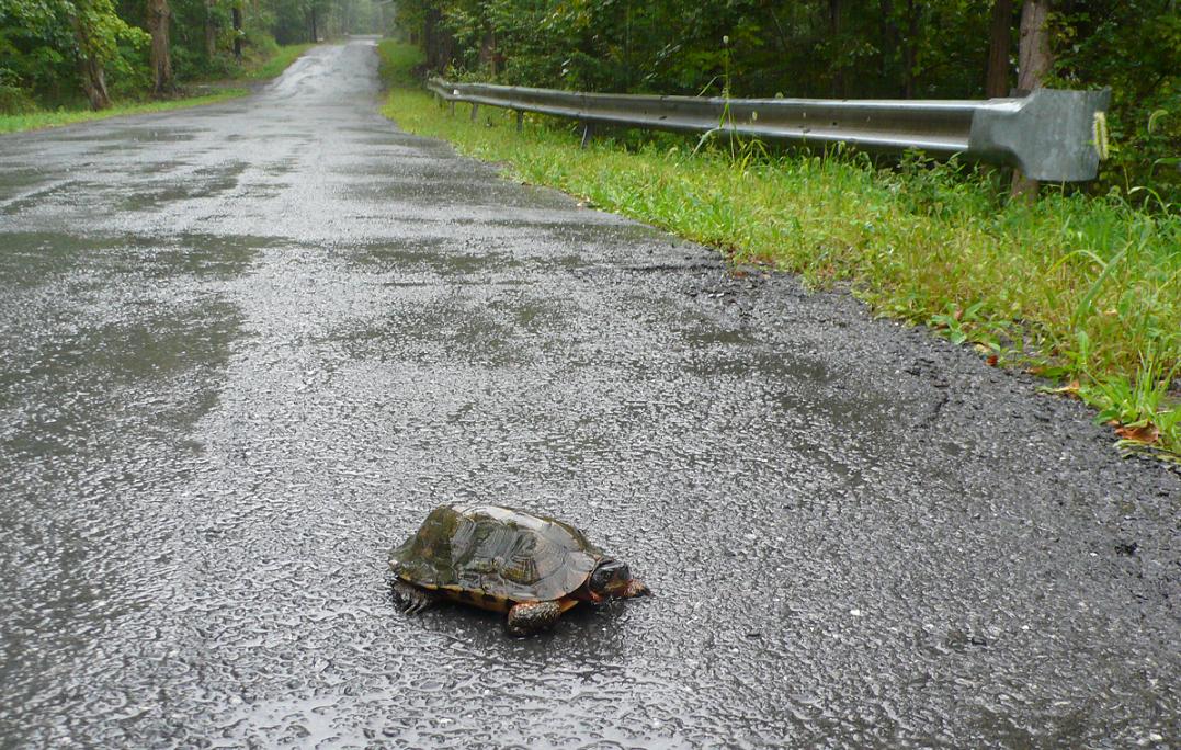 An adult wood turtle on a wet road with a guardrail and grass off to the right side. By L. Heady