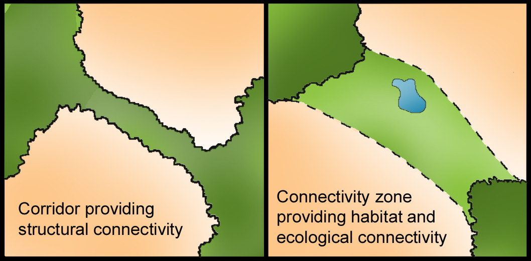 Two part illustration, with the left side labeled "Corridor providing structural connectivity" with two green areas representing forest connected by a narrow corridor of forest. The illustration on the right is labelled "Connectivity zone providing habitat and ecological connectivity" and shows a wider connection between two forested areas with a small water body in the connection.