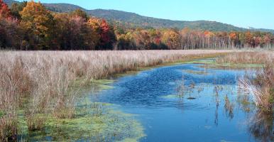 Autumn view of an emergent marsh with fall foliage in the background
