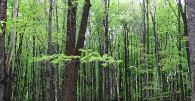 View into bright green deciduous forest in late Spring