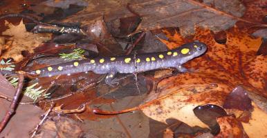 spotted salamander on wet leaves