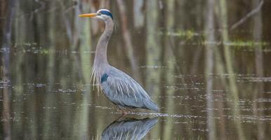 Great blue heron standing in a beaver pond - photo by J. Esslinger