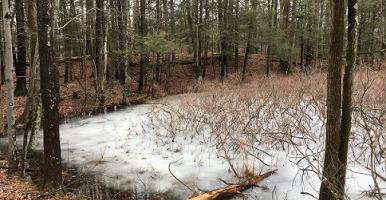 winter view of a vernal pool covered by ice