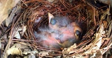 three baby birds with closed eyes in nest made of pine needles, leaves, and twigs