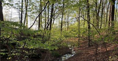 narrow stream flows through woods in early spring with morning light filtering through the trees - by L Heady