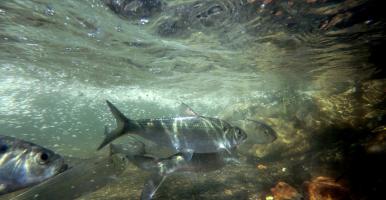 Underwater photo of river herring swimming upstream - by NYSDEC