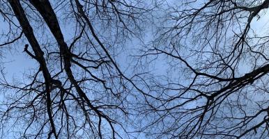 view looking up into branches of trees without leaves, with a blue sky.