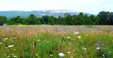 Distant view of Shawangunk Ridge with meadow in the foreground and wildflowers in bloom.