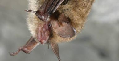 northern long-eared bat hanging upside down from a rocky overhang
