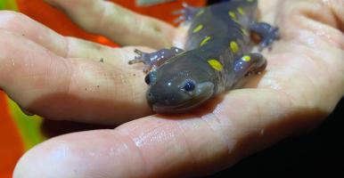 spotted salamander in volunteer hand