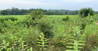 upland meadow in summer with grasses and other herbaceous plants