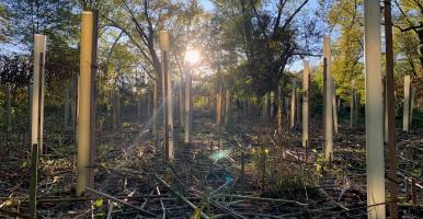 An array of tree tubes protecting saplings in a restoration area, backlit by the setting sun. 