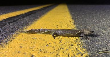 Jefferson blue-spotted salamander walking across the yellow line on a dark road