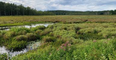View of open wetland with emergent vegetation and forest in the distance.