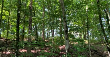 View through a deciduous forest with dappled light.