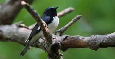 black-throated blue warbler looks toward camera from branch of tree