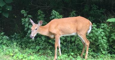 white-tailed deer standing at edge of woods