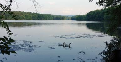 Pond surrounded by woods with two swans swimming in the center
