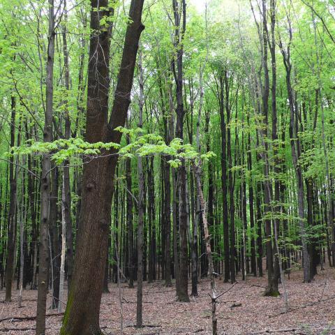 View into bright green deciduous forest in late Spring