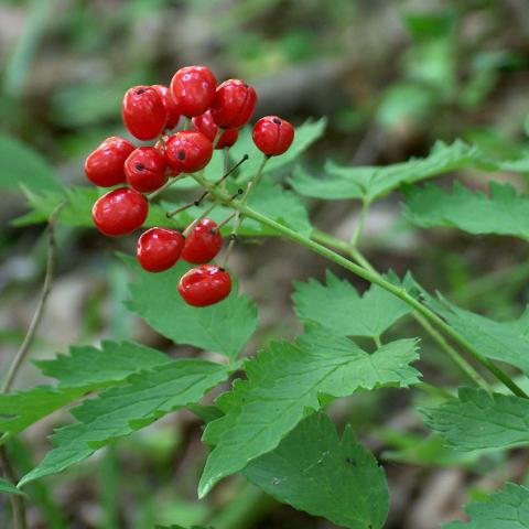 Bright red berries of red baneberry plant in the forest
