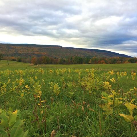 Autumn view of the Shawangunk Ridge from a meadow in the Town of Wawarsing, Ulster County, NY.