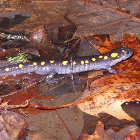 spotted salamander on wet leaves