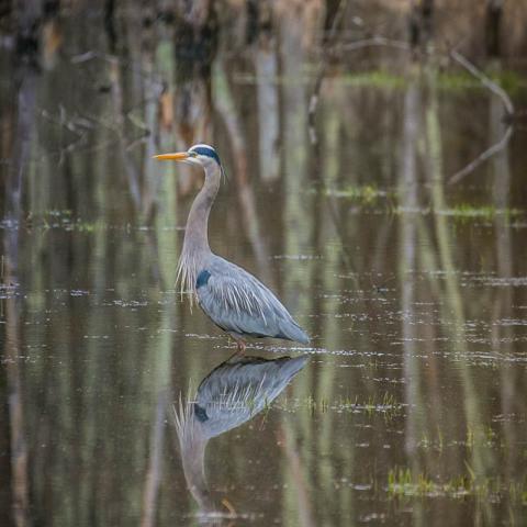 Great blue heron standing in a beaver pond - photo by J. Esslinger