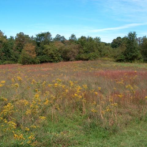 Autumn view of a meadow with trees and blue sky in the background. Photo by L Heady