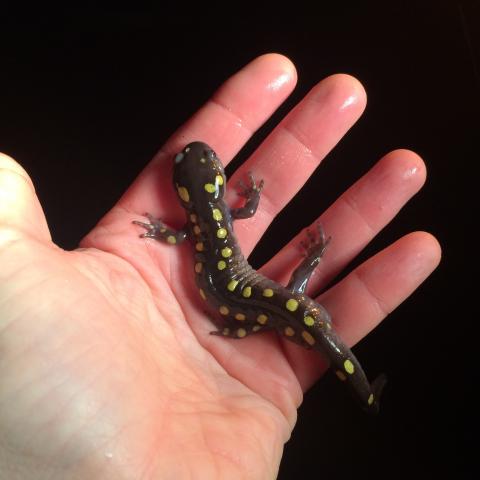 spotted salamander in an open hand - Photo by L Heady