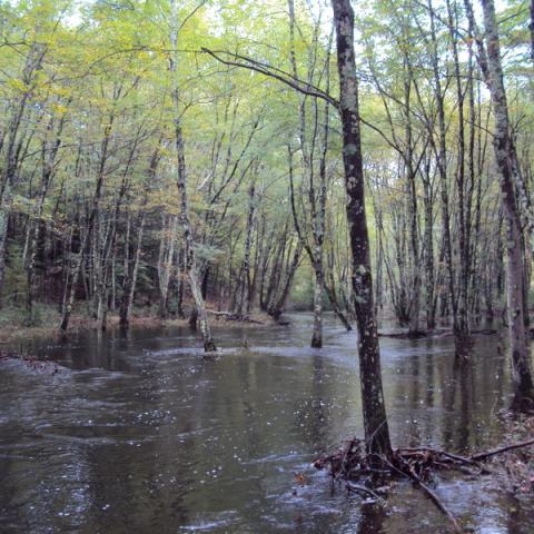 Stream with high water level expanded into adjacent forested floodplain. By I. Haeckel