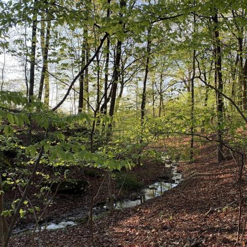 narrow stream flows through woods in early spring with morning light filtering through the trees - by L Heady