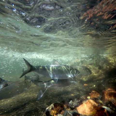 Underwater photo of river herring swimming upstream - by NYSDEC