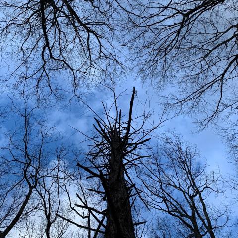 view looking up into branches of trees without leaves, with a blue sky.