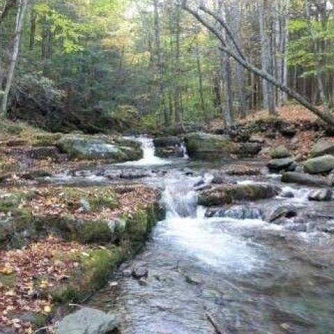 stream in Catskills - photo by Tim Koch