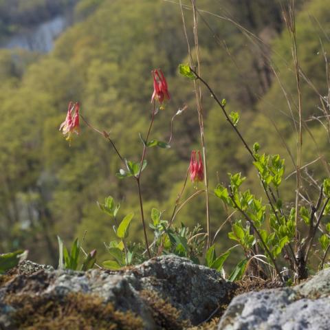Red columbine in bloom on a rocky outcrop with forested slopes in the background. Photo by W. Solomon