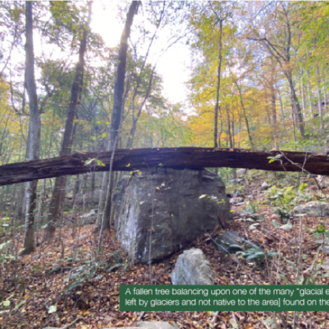 a long log balances on a rock in the forest - photo courtesy The Inside Press