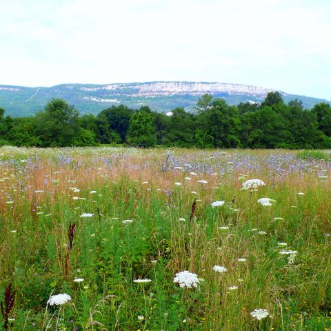 Distant view of Shawangunk Ridge with meadow in the foreground and wildflowers in bloom.