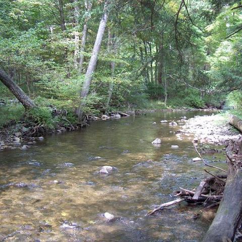 Upstream view of Wappingers Creek with forest canopy on either side and fallen logs and some exposed rocks in the stream.