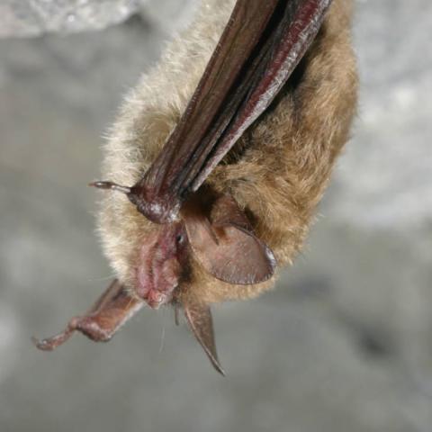 northern long-eared bat hanging upside down from a rocky overhang
