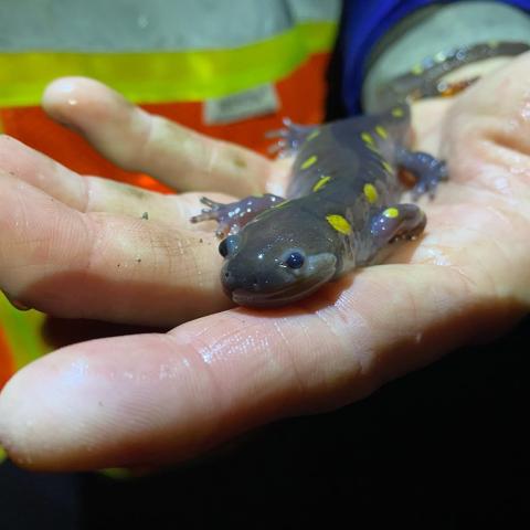 spotted salamander in volunteer hand