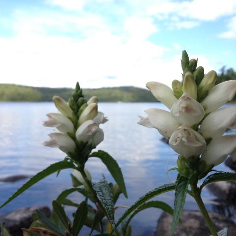 White turtlehead in flower with a lake behind the flowers and a blue sky with clouds overhead.