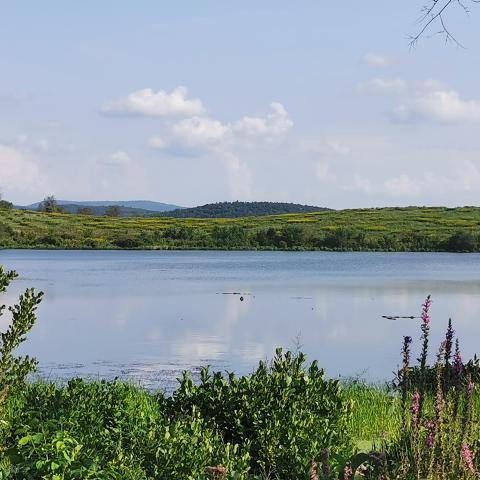 Landscape view of pond with vegetation on the shoreline and blue sky. 