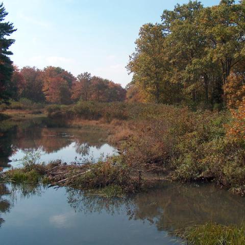 stream with trees and shrubs growing on either side and a small beaver dam in the center