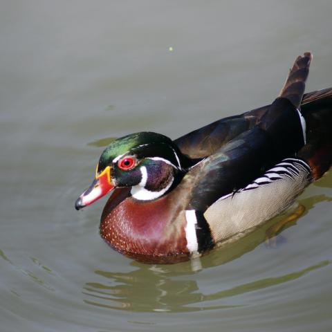 wood duck on water